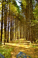 Tree Trail