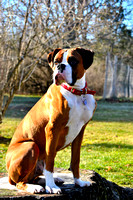 Buster-Rescue Boxer