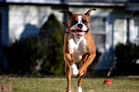 Buster-Rescue Boxer