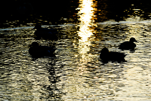 sunset ducks